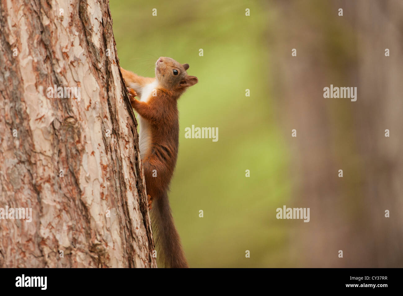 Red Squirrel (Sciurus vulgaris) Photographed in Formby Woods, Merseyside Stock Photo