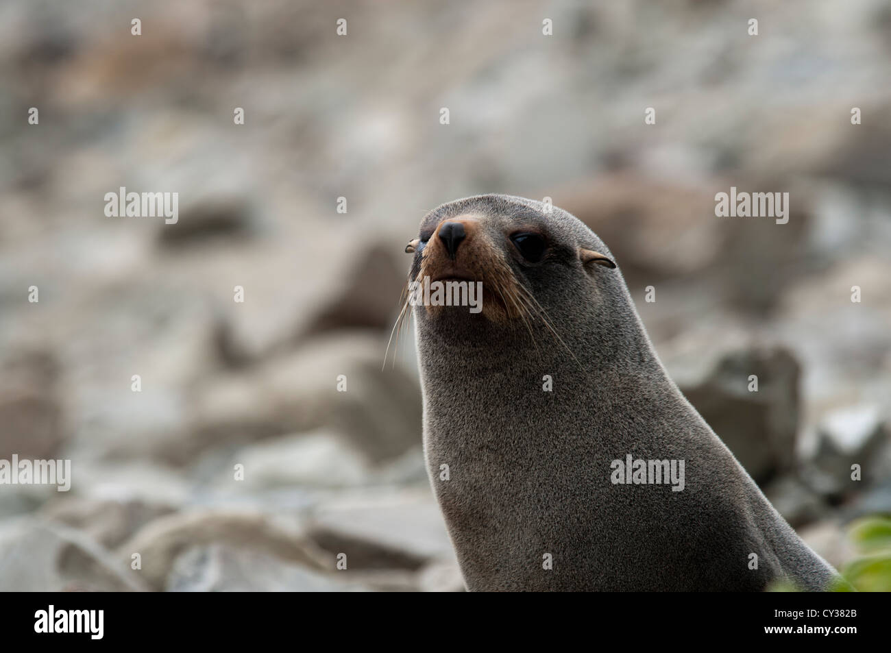A New Zealand Fur Seal watching tourists on a rocky shore near Kaikoura in New Zealand.  Ein  neuseeländischer Seebär. Stock Photo