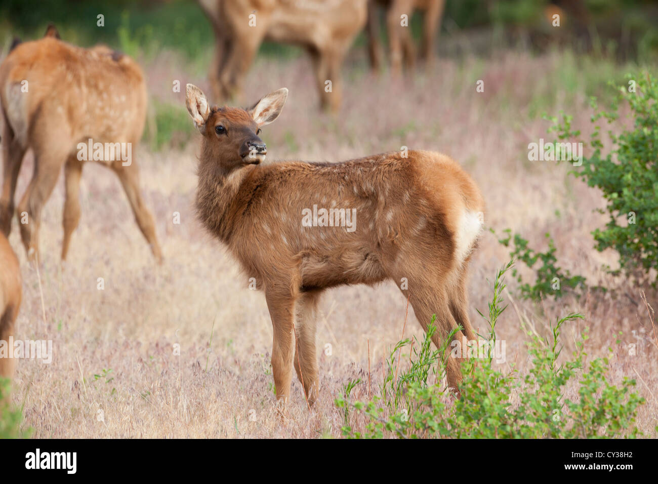 Juvenile Elk in Rocky Mountain National Park, Colorado. Stock Photo