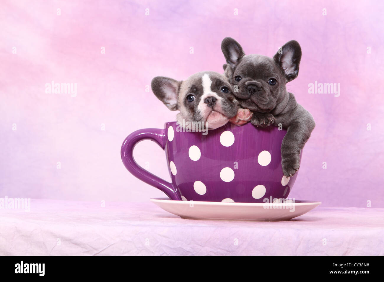 French Bulldog Puppies Stock Photo Alamy