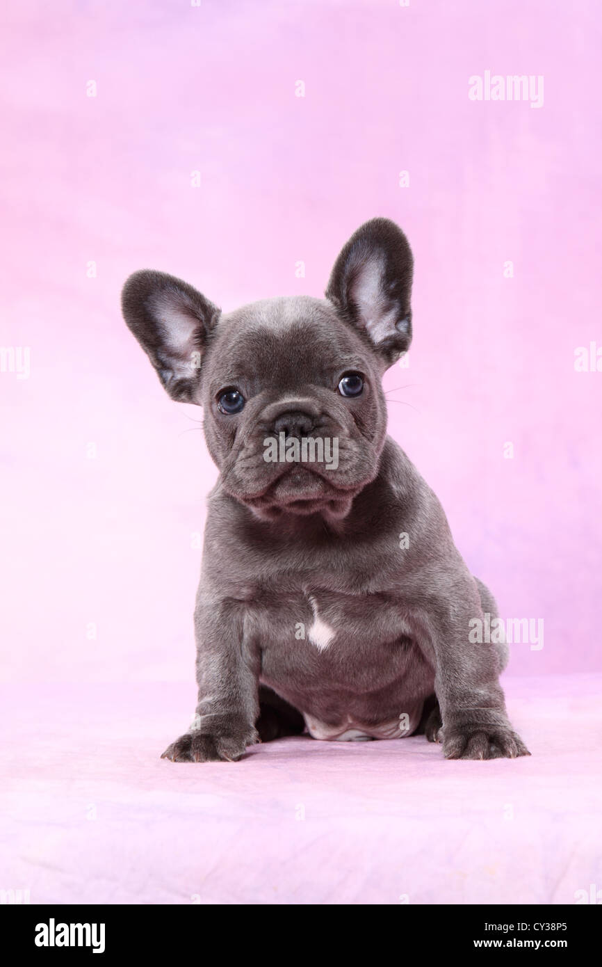 French Bulldog Puppy Stock Photo Alamy