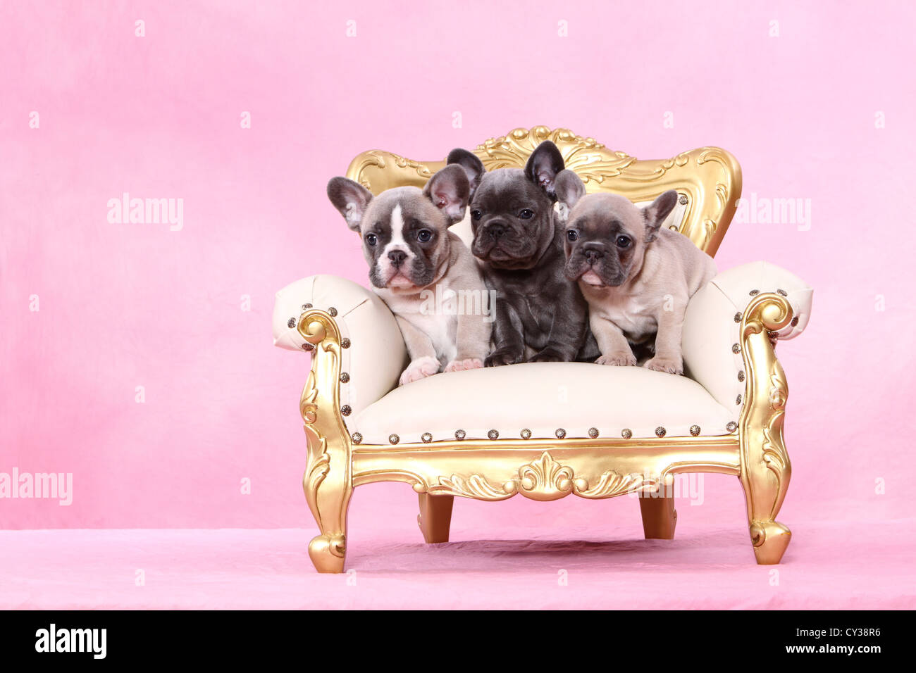 French Bulldog Puppies Stock Photo Alamy