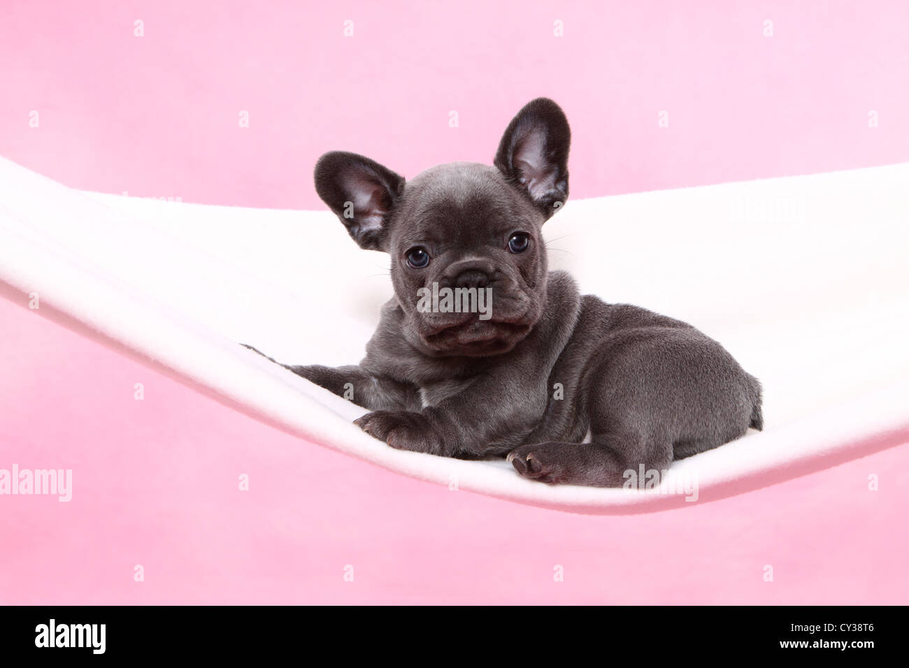 French Bulldog Puppy Stock Photo Alamy