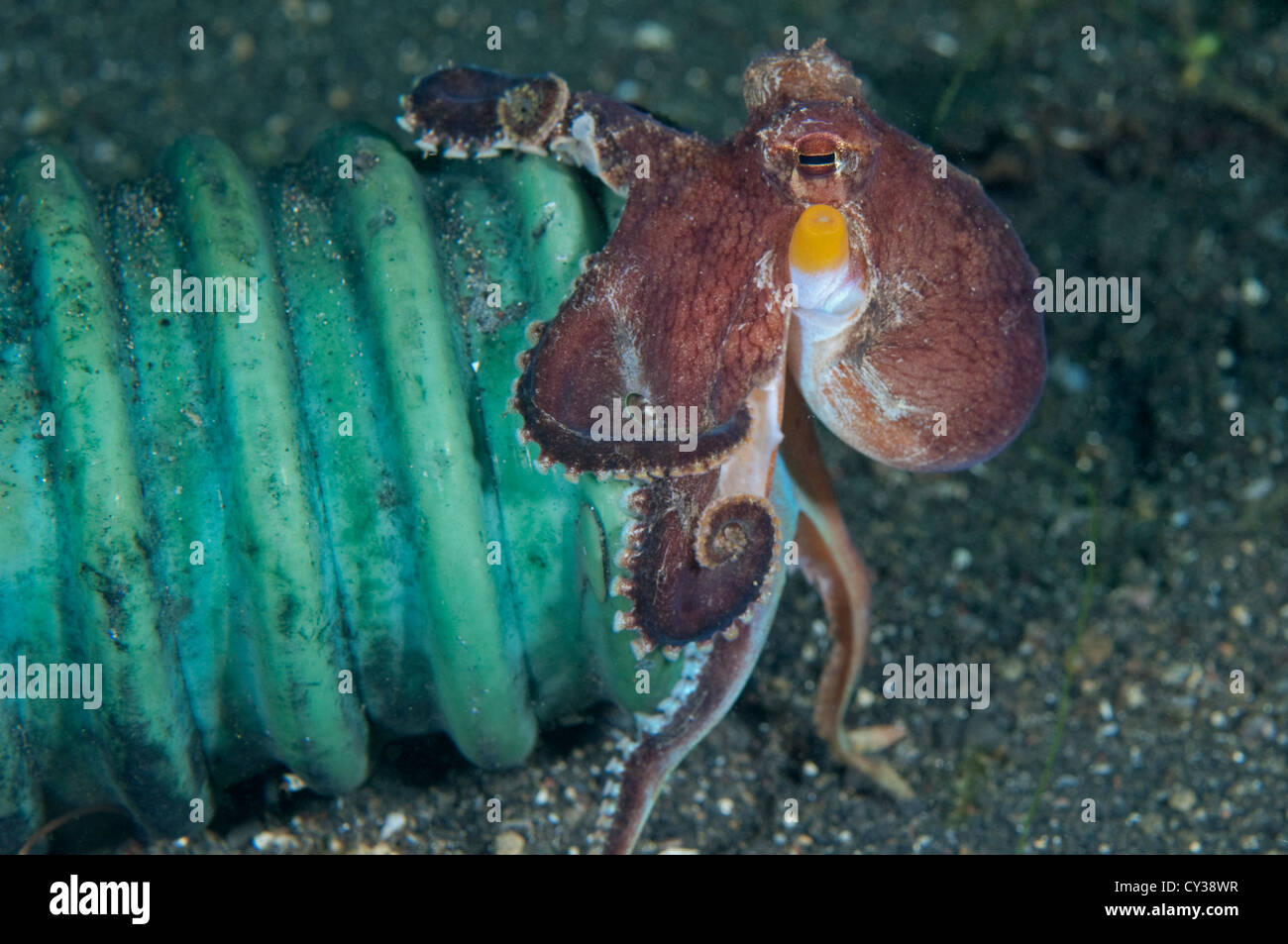 A Coconut Octopus with tentacles extended on a pipe in Lembeh Strait, North Sulawesi. Stock Photo