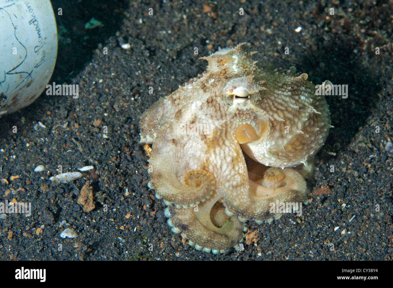 A Coconut Octopus sits outside its pipe home in Lembeh Strait, North Sulawesi. Stock Photo