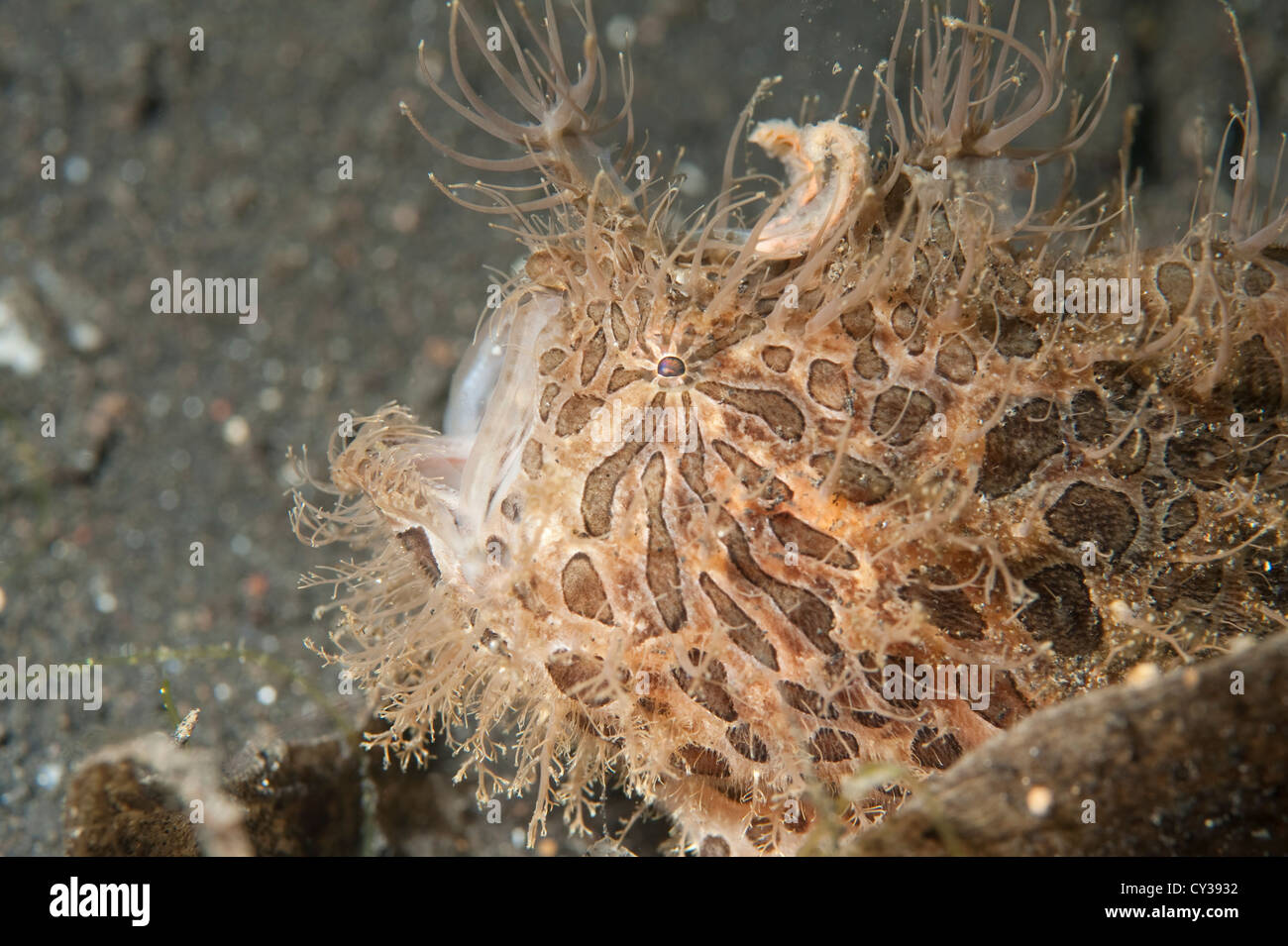 A Hairy Frogfish with an opened mouth and lure visible in Lembeh Strait, North Sulawesi. Stock Photo