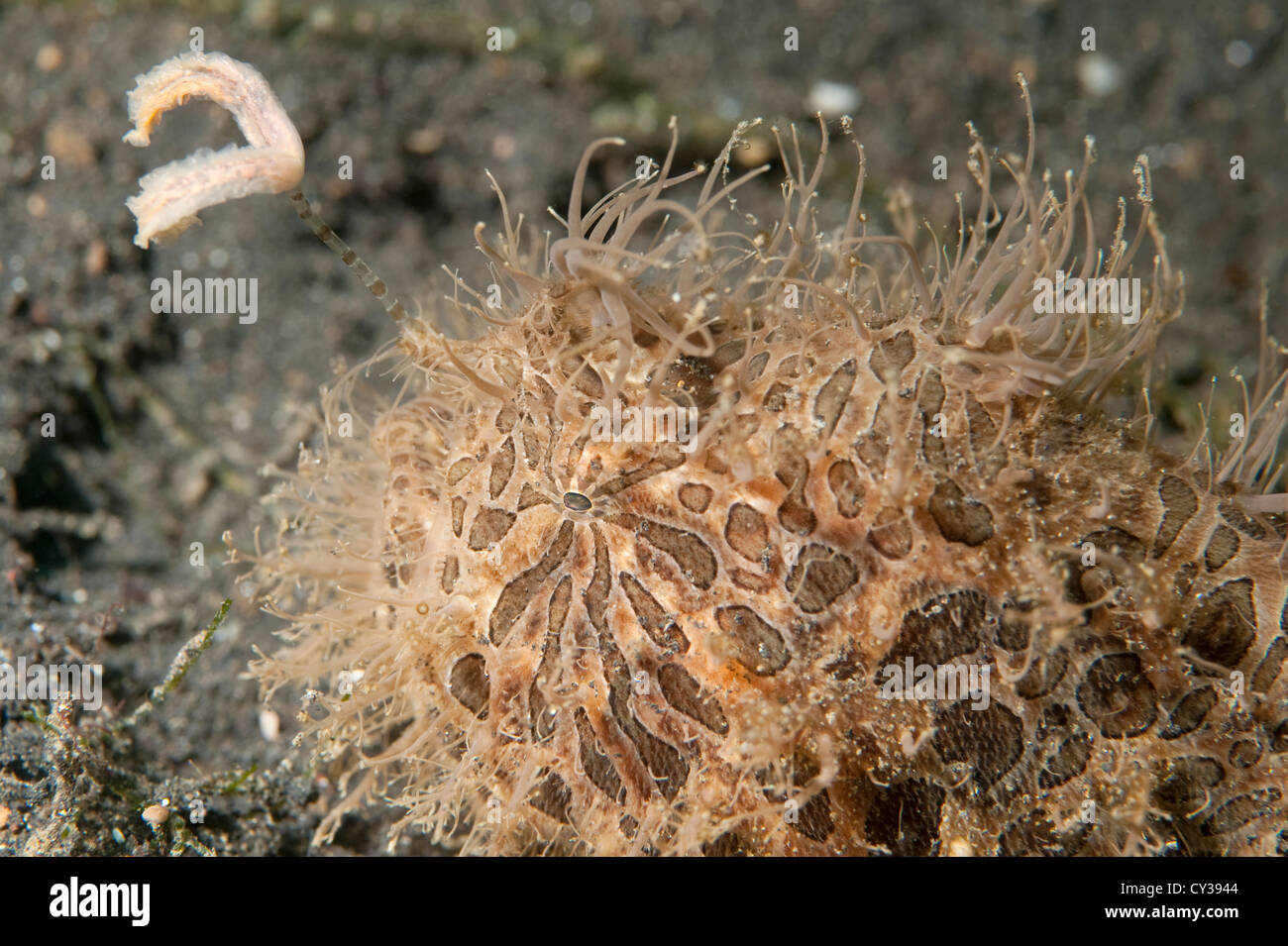 A Hairy Frogfish with lure extended in Lembeh Strait, North Sulawesi. Stock Photo