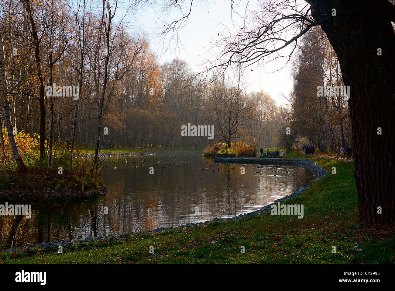 Pond and trees hi-res stock photography and images - Alamy