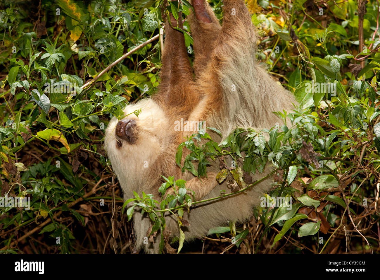 Three-toed sloth in Costa Rica Stock Photo - Alamy
