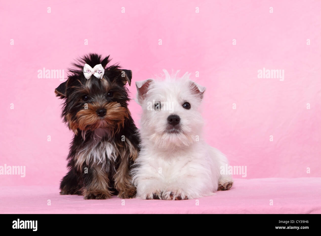 West Highland White Terrier and Yorkshire Terrier Puppy Stock Photo