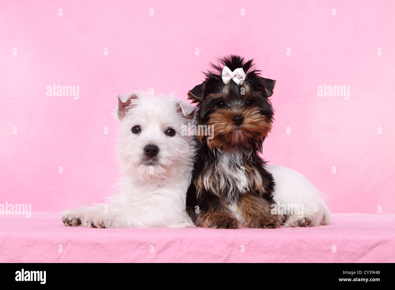 West Highland White Terrier and Yorkshire Terrier Puppy Stock Photo
