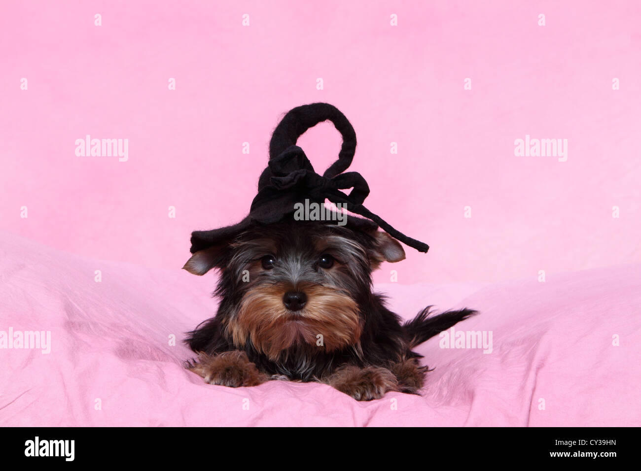 Yorkshire Terrier Puppy Stock Photo - Alamy
