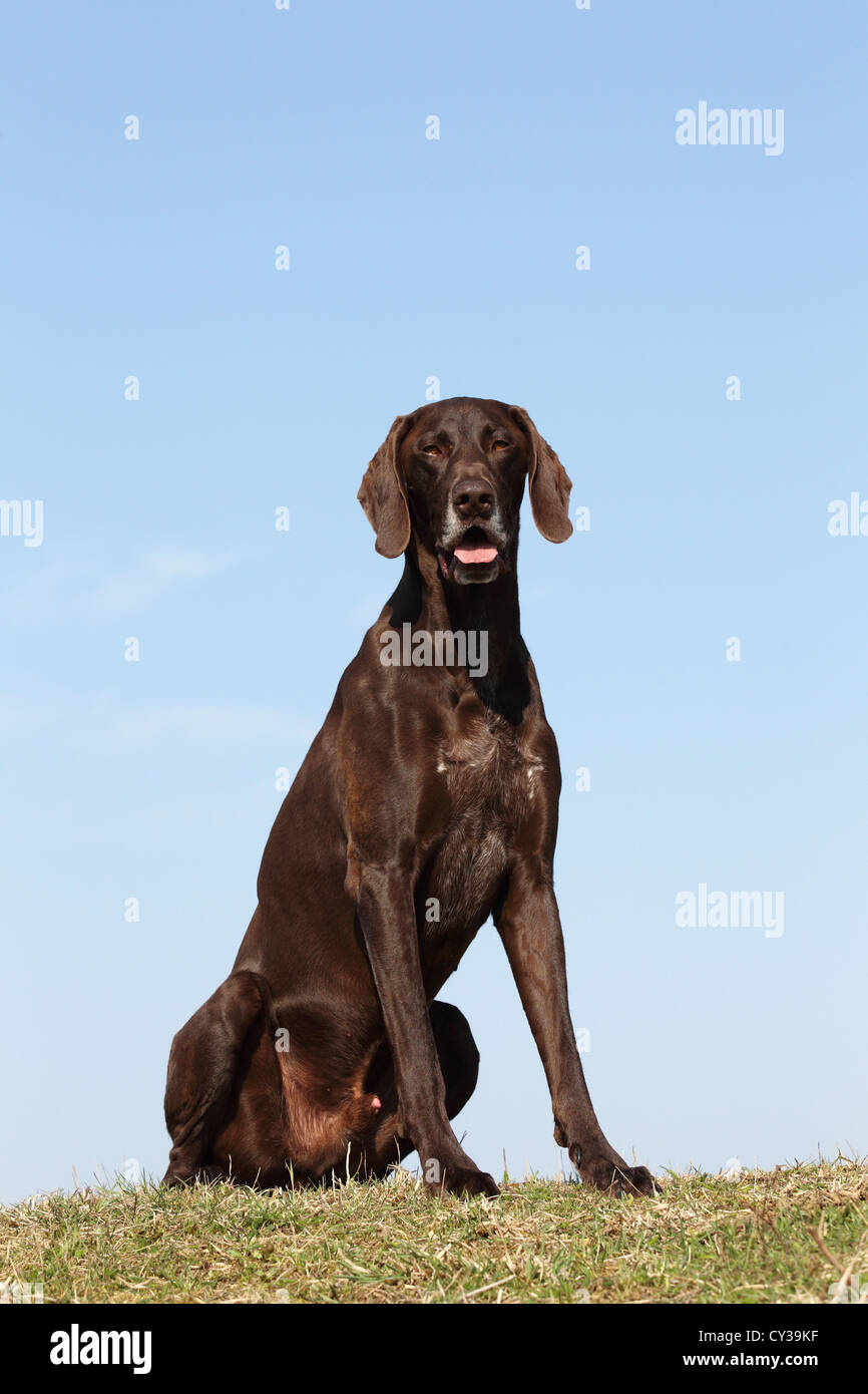 sitting German shorthaired Pointer Stock Photo