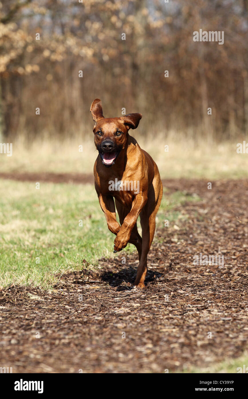 Strong Rhodesian Ridgeback Speed running Rhodesian Ridgeback Stock Photo - Alamy