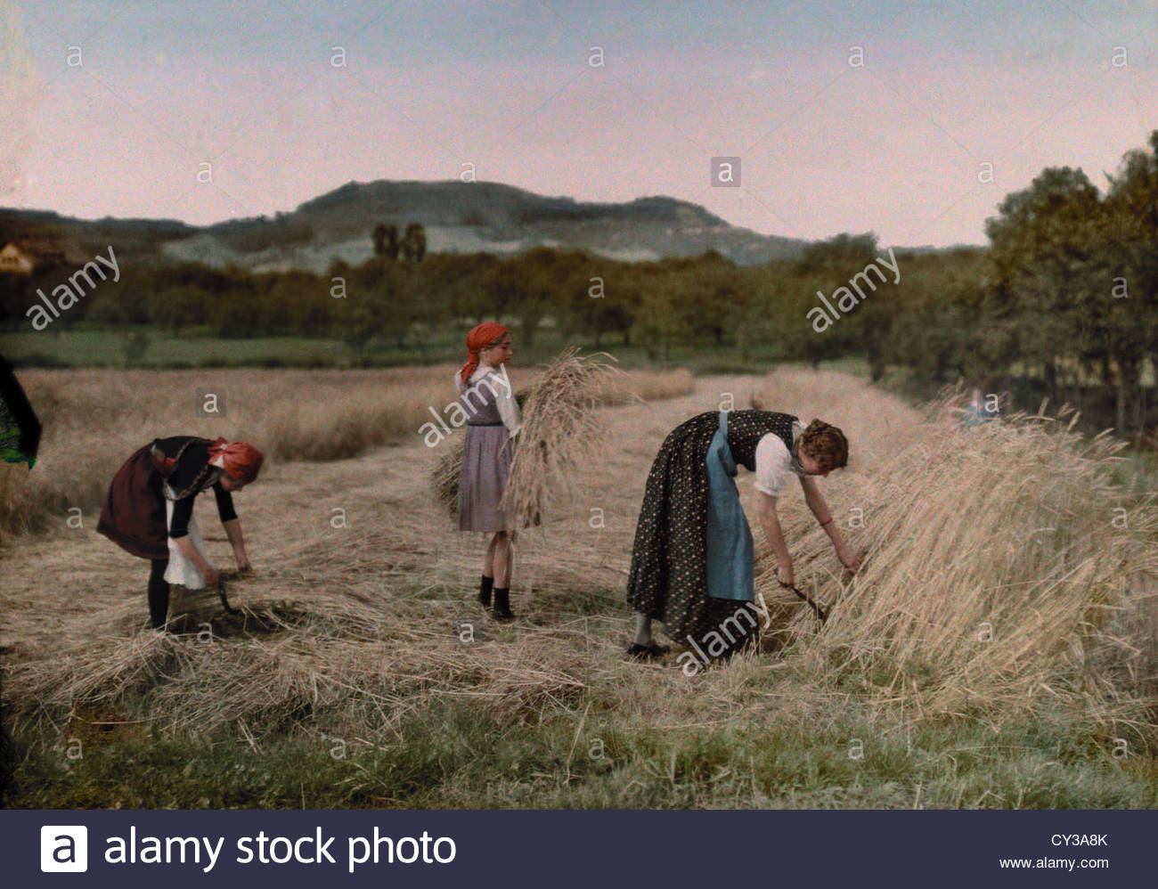 Sheaves Of Grain Stock Photos & Sheaves Of Grain Stock Images Alamy