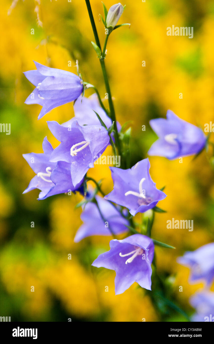 Bluebells in the garden outside the city on a background of yellow loosestrife Stock Photo
