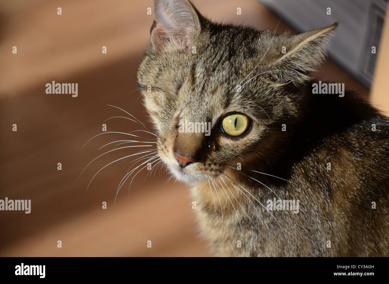 Blind one eye hires stock photography and images Alamy