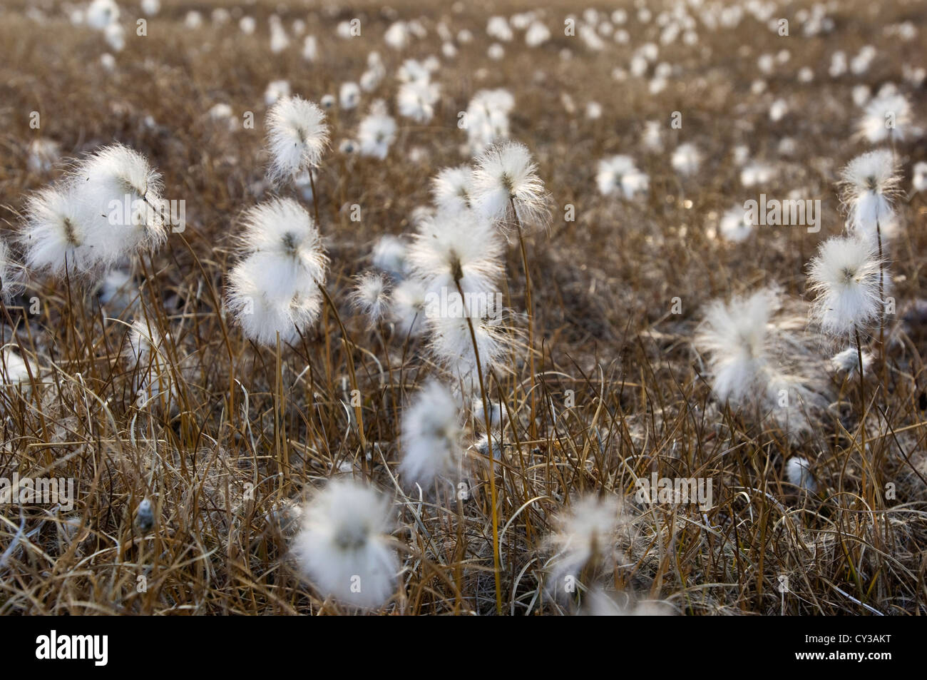 Arctic Cotton Grass, Bredefjord, North East Greenland National Park