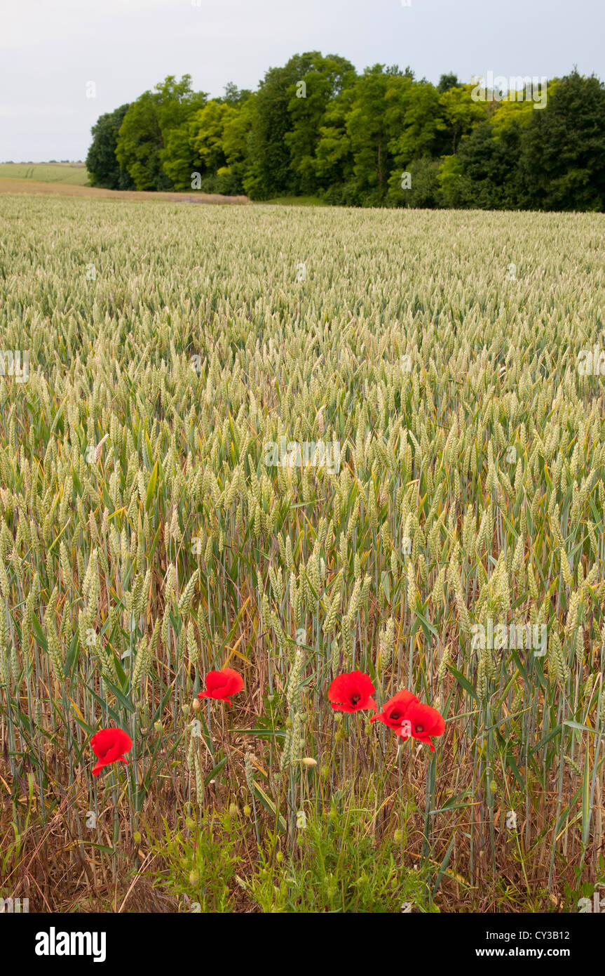 Coquelicots Dans Champs De Ble Poppies In A Wheat Field Stock Photo Alamy Coquelicots Dans Champs De Ble Poppies In A Wheat Field Stock Photo Alamy