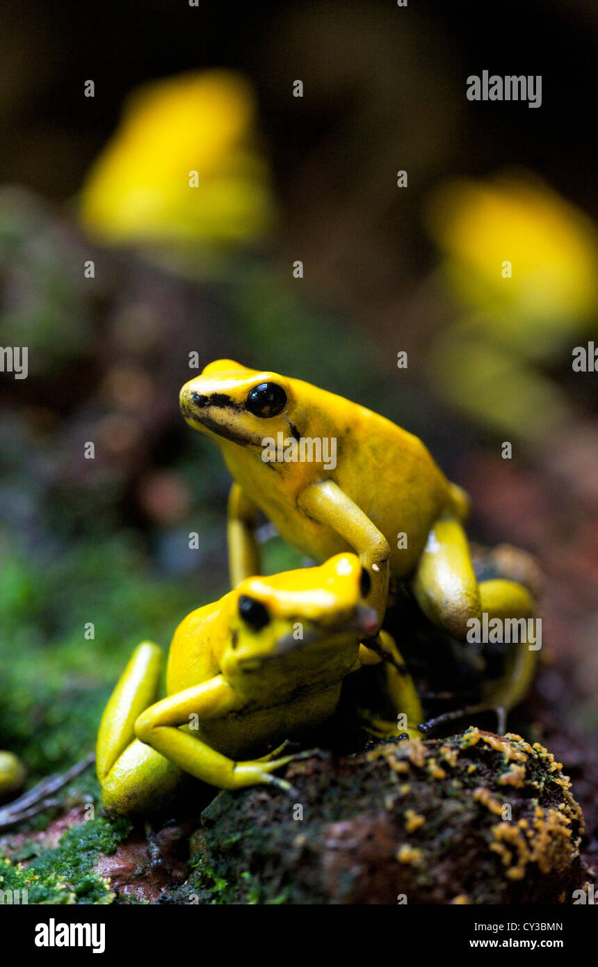 Yellow-banded poison dart frog (Dendrobates leucomelas), South America. Stock Photo