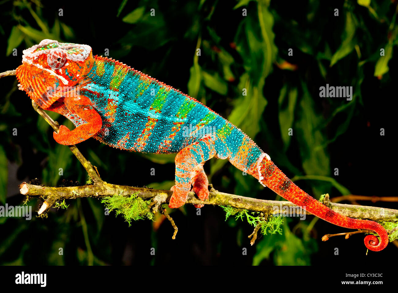 Rainbow Panther Chameleon, Fucifer pardalis, Native to Madagascar Stock Photo