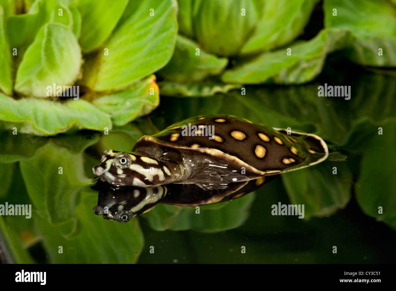 Indian Spotted Softshell Turtle, Lisemys punctata, Native to India Stock Photo