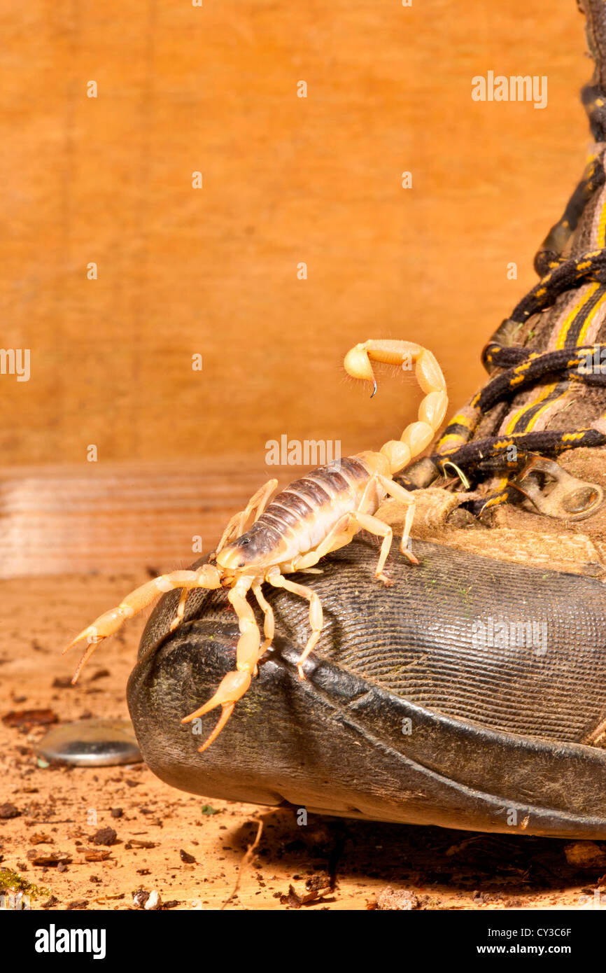Desert Hairy Scorpion, Hadrurus arizonensis, Native to Arizona Deserts Stock Photo