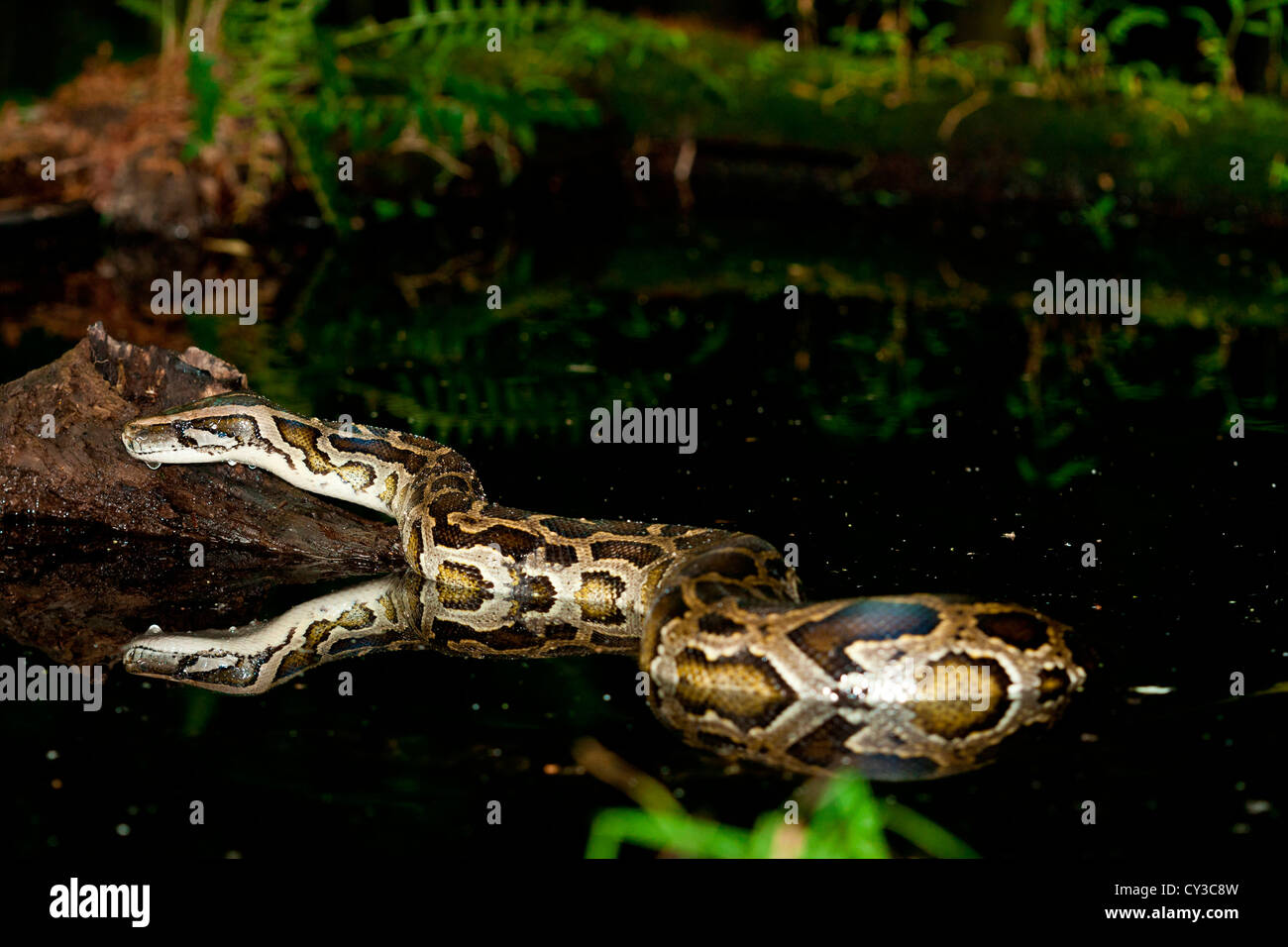 Burmese Python, Python molurus bivittatus, Native to China and Malaysia ...
