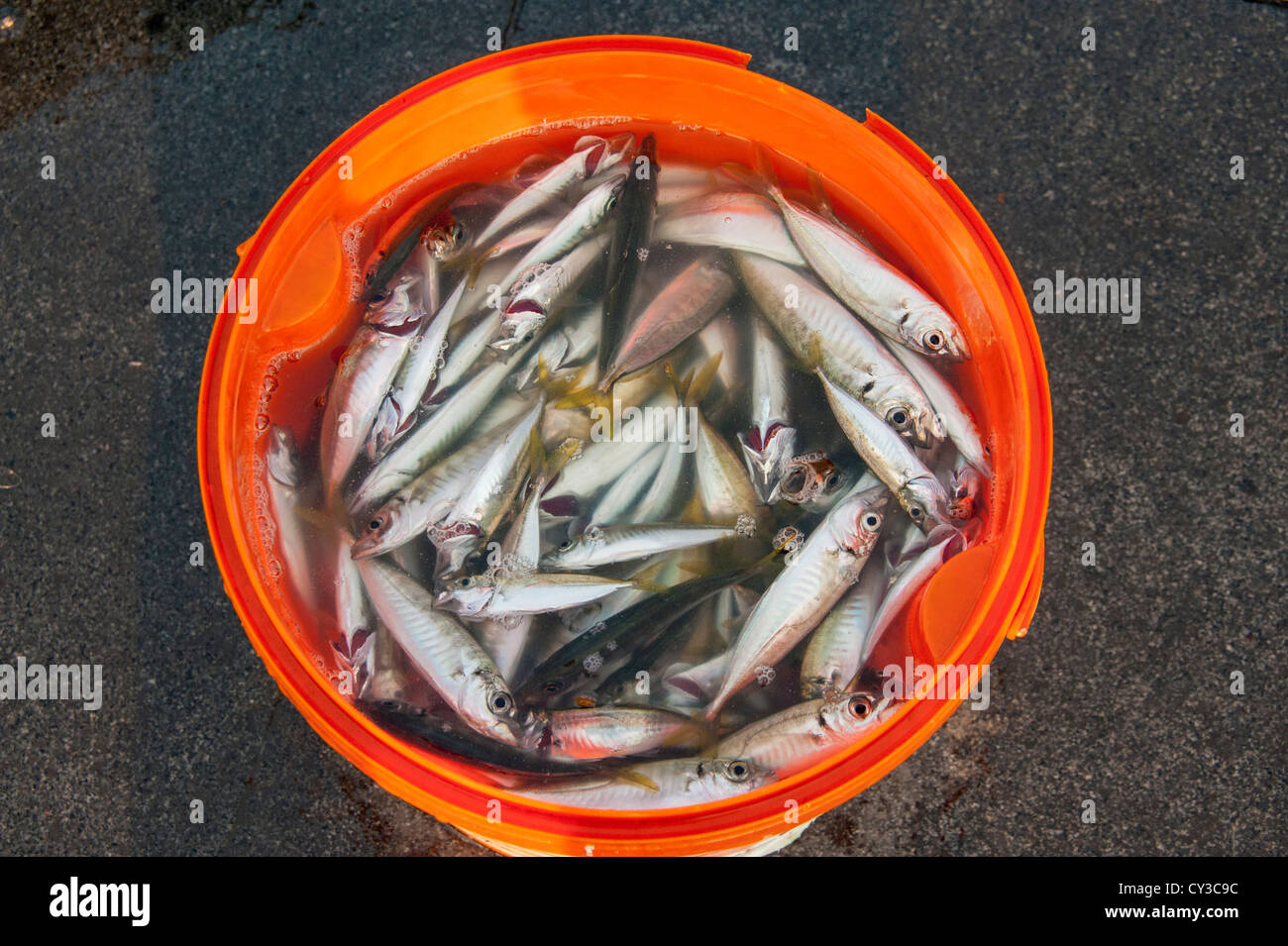 Small fish caught in the Bosphorus and the sea of Marmara Stock Photo