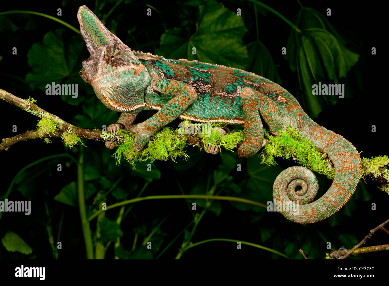 Veiled Chameleon, Chamaeleo calyptratus, Native to Yemen. Habitat: Varied, Trees, Bushes Vines Stock Photo