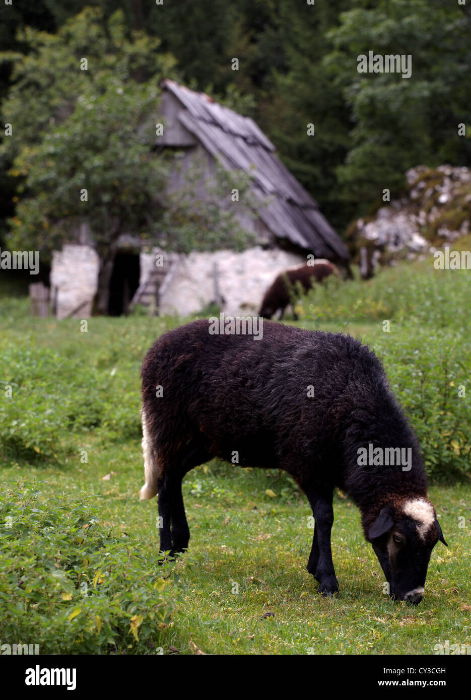 Black sheep grazing with a traditional alpine barn in the background. Stock Photo
