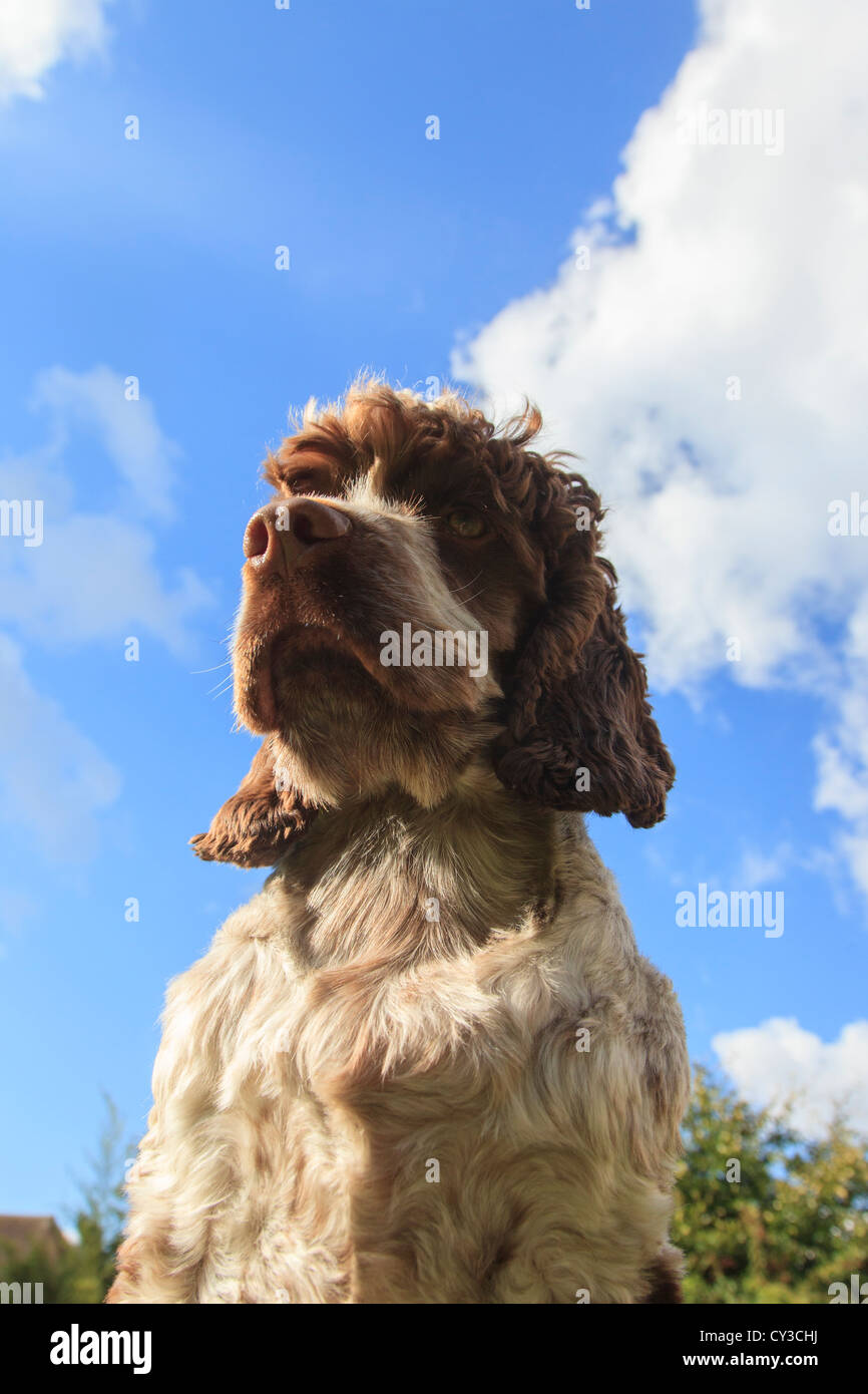 Cocker Spaniel viewed from below Stock Photo