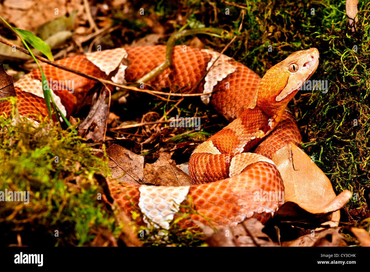 Broadbanded Copperhead, Agkistrodon contortrix laticinctus, Native to