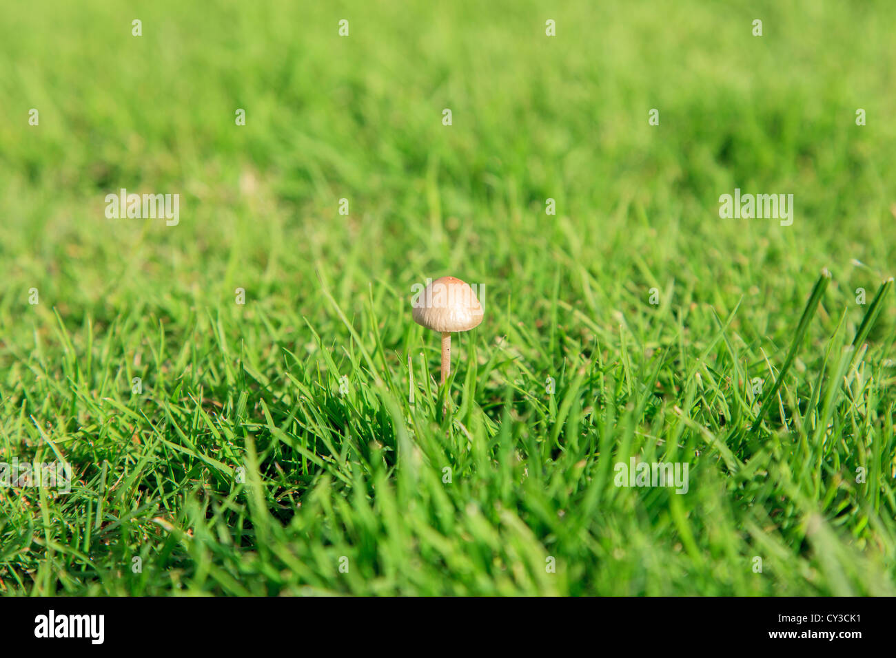Mushroom growing in lawn Stock Photo Alamy