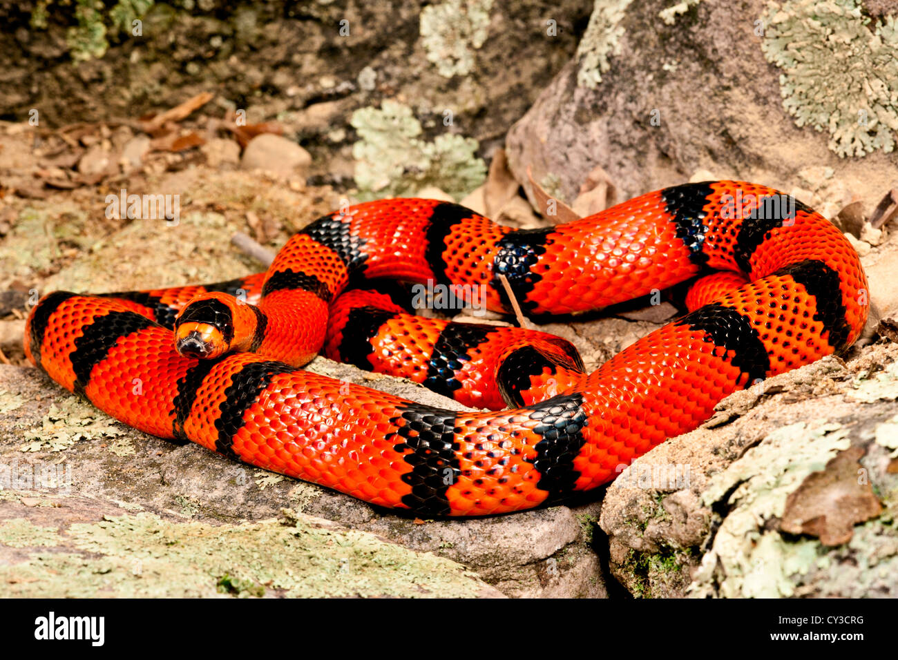 Honduran Milk Snake (Tangerine Phase), Lampropeltis triangulum hondurensis, Native to Central Mexico Stock Photo