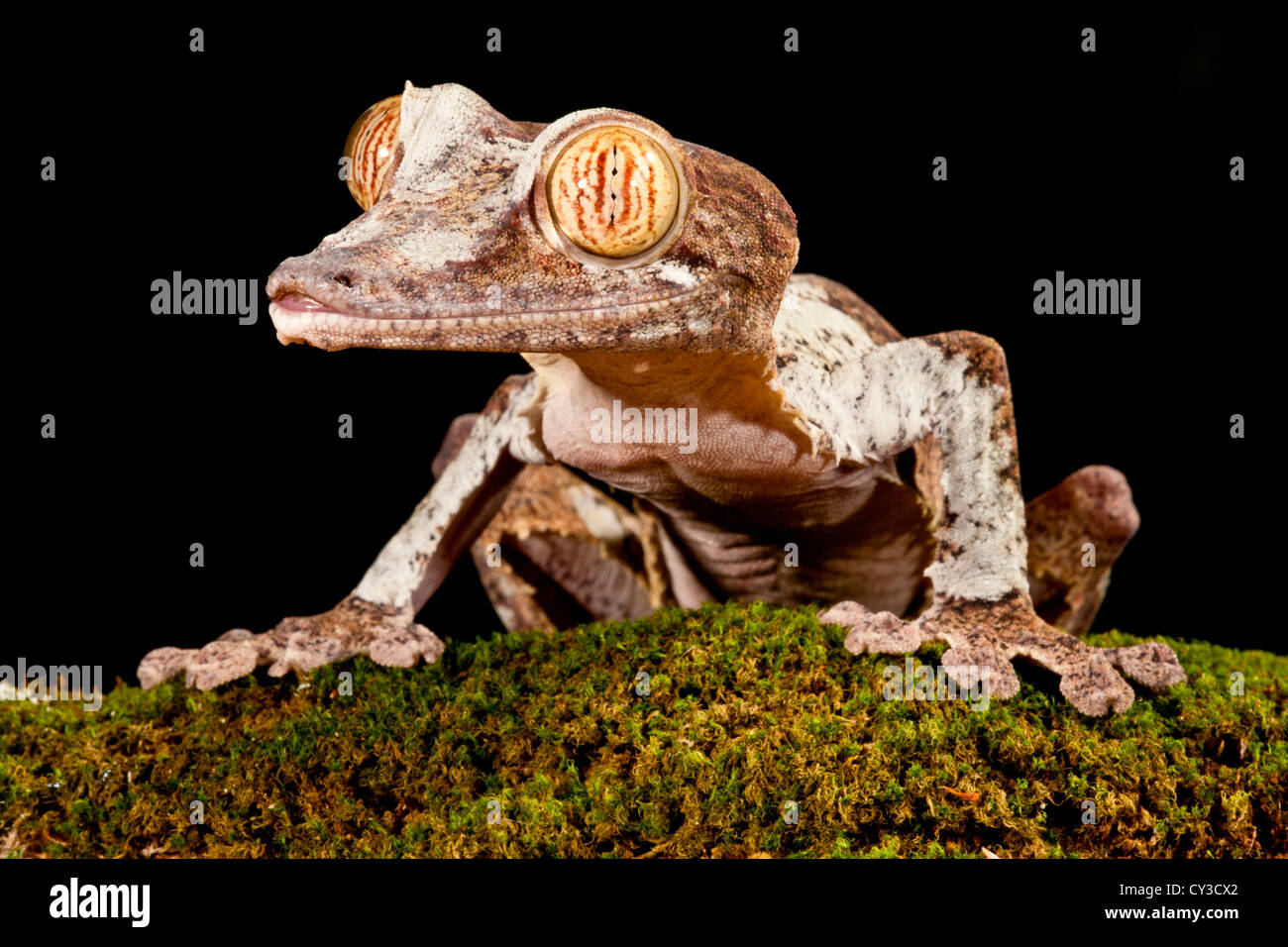 Giant Leaftailed Gecko, Uroplatus fimbriatus, Native to Madagascar