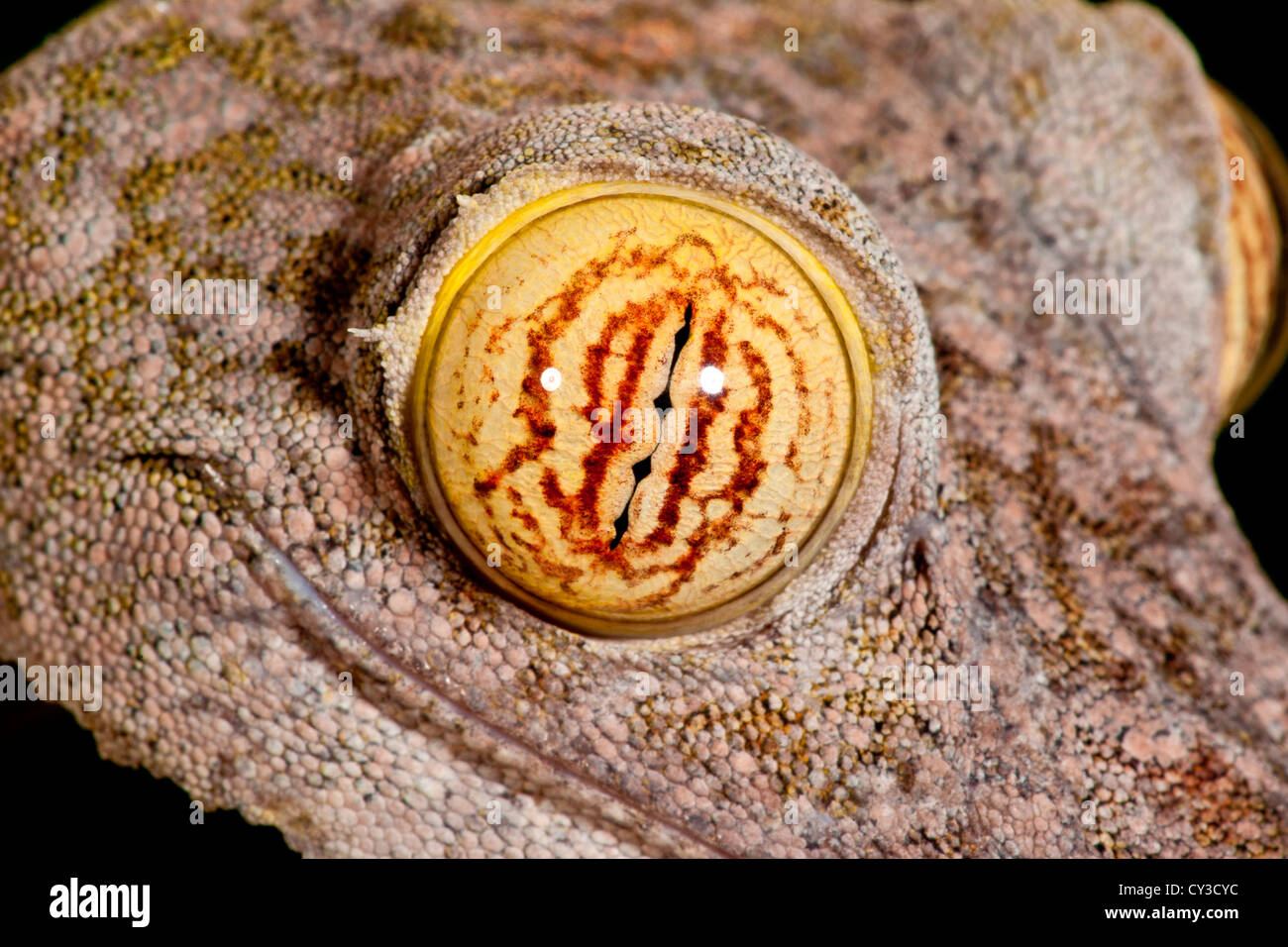 Giant Leaftailed Gecko, Uroplatus fimbriatus, Native to Madagascar