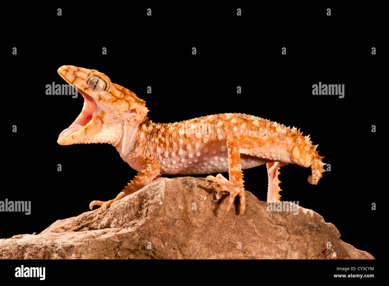 Rough Knob-tail Gecko, Nephrurus amyae, Native to Western Australia. Habitat: Desert to Semi Desert Areas Stock Photo