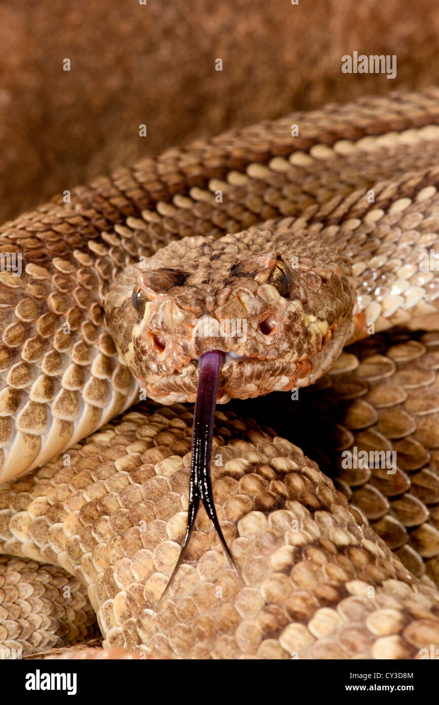 Mojave Rattlesnake, Crotalus scutulatus, Native to southwestern US. Stock Photo