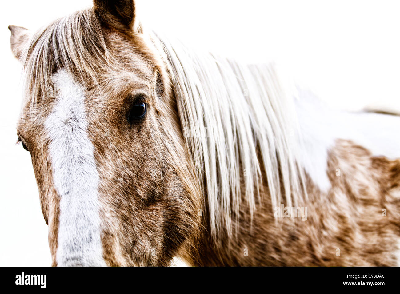 Horse looking over shoulder Stock Photo