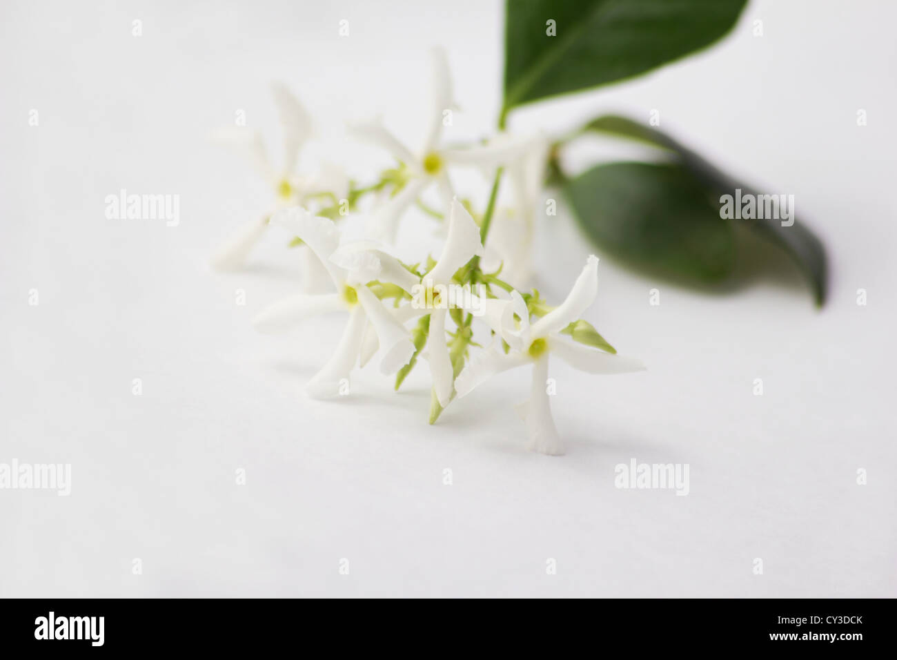 Star Jasmine (Trachelospermum jasminoides) blossoms on white background Stock Photo