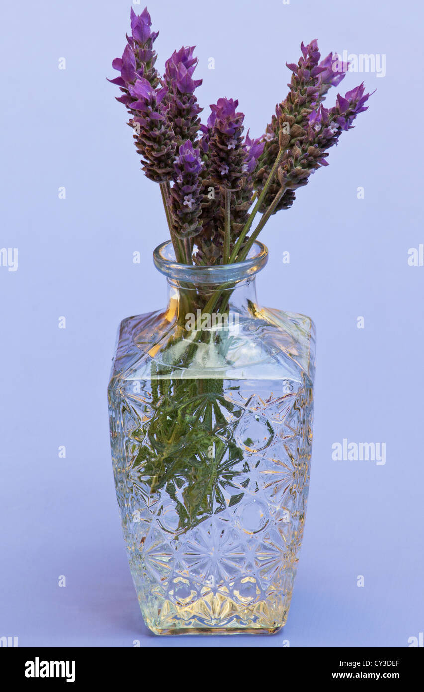 Fresh cut lavender flowers in hires stock photography and images Alamy