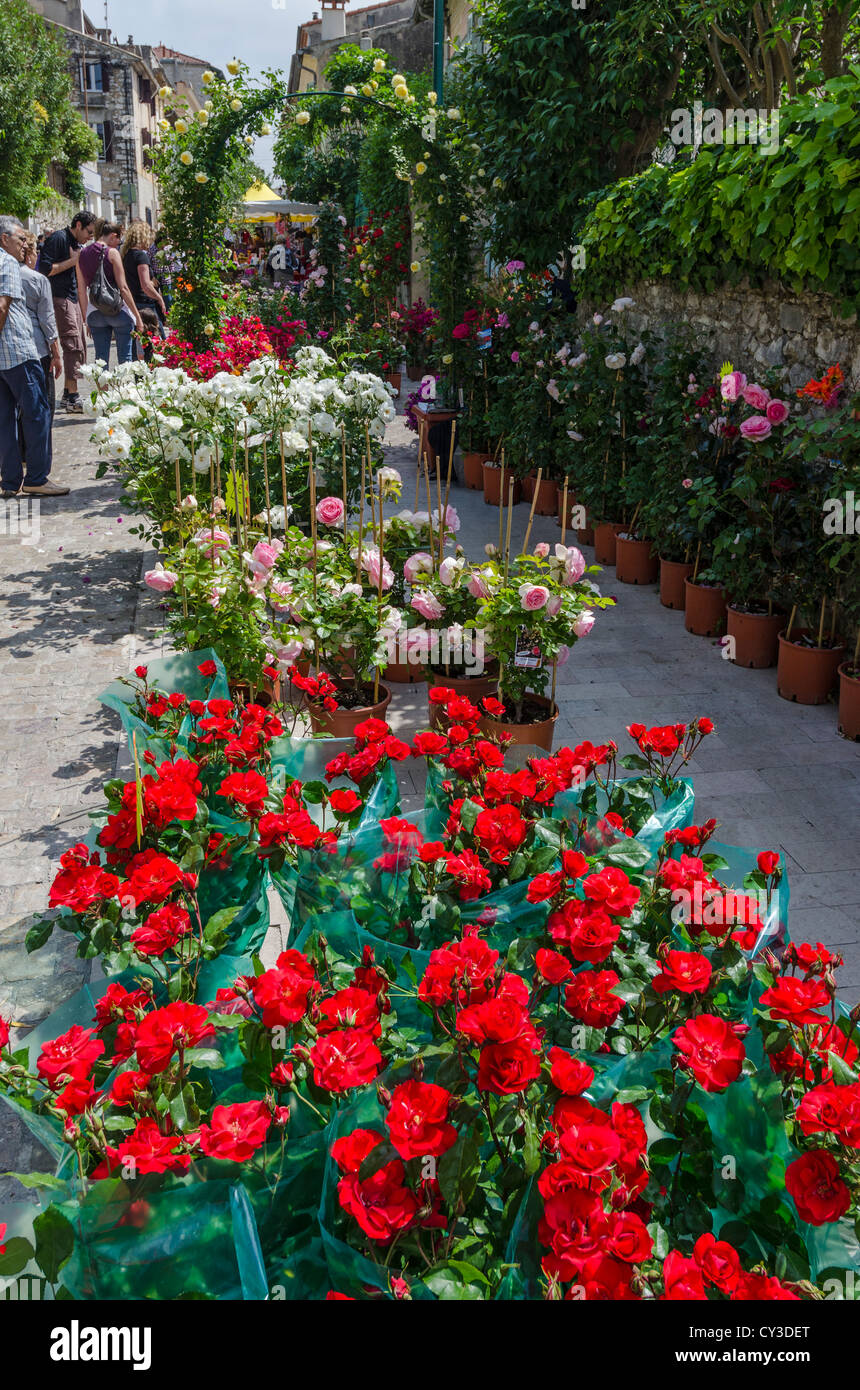 Rose plants for sale at the Rose Festival La Colle sur Loup. France. Stock Photo