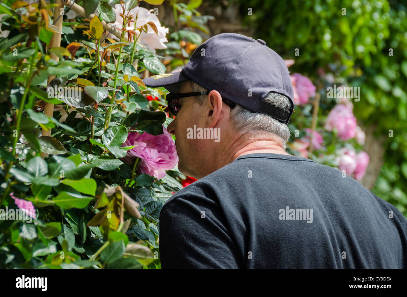 Man smelling a rose at the Rose Festival, La Colle sur Loup, Provence, France Stock Photo