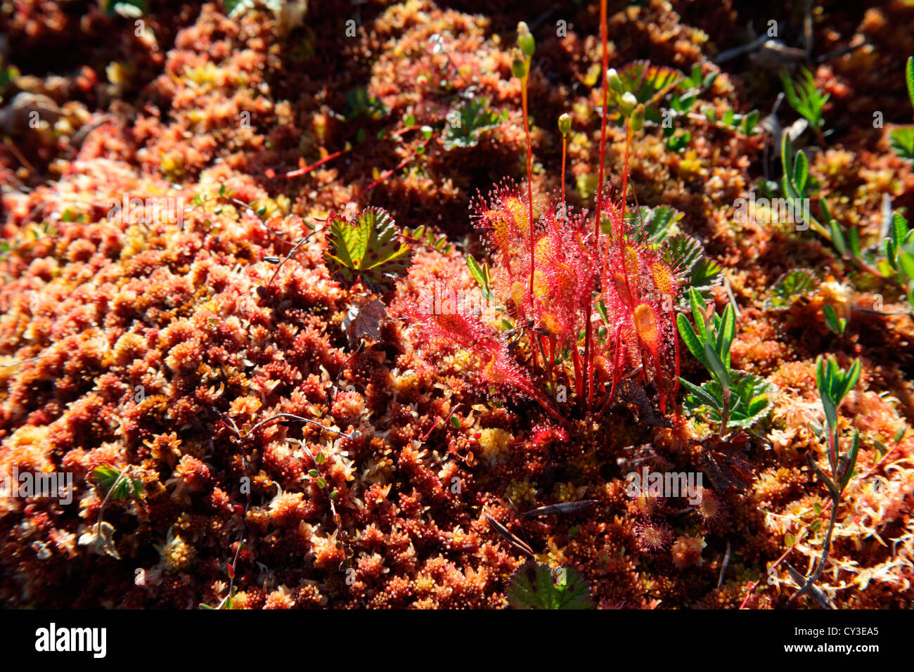 English sundew,also called Great sundew (Drosera anglica), growing between mosses on the shore of a lake in northern Sweden. Stock Photo