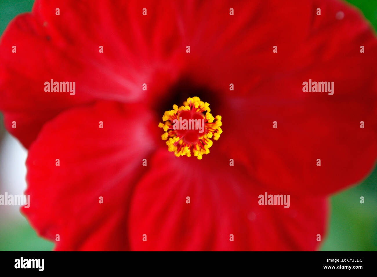 Hibiscus rosa sinensis flower close up Stock Photo Alamy