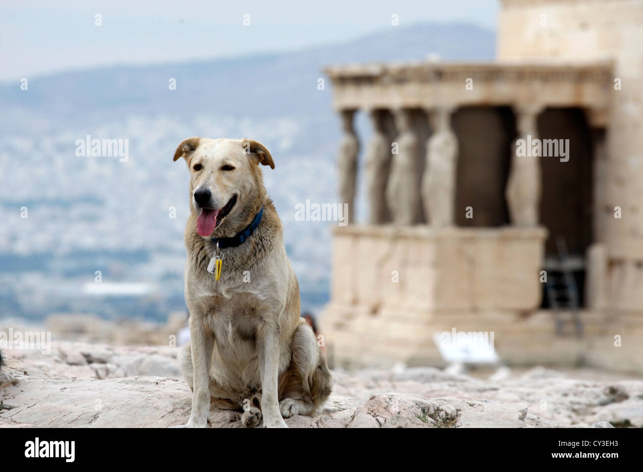 Stray dog at the Acropolis with background the southern peristyle of the Erechtheion with the caryatids, Acropolis, Athens, Greece, Europe Stock Photo