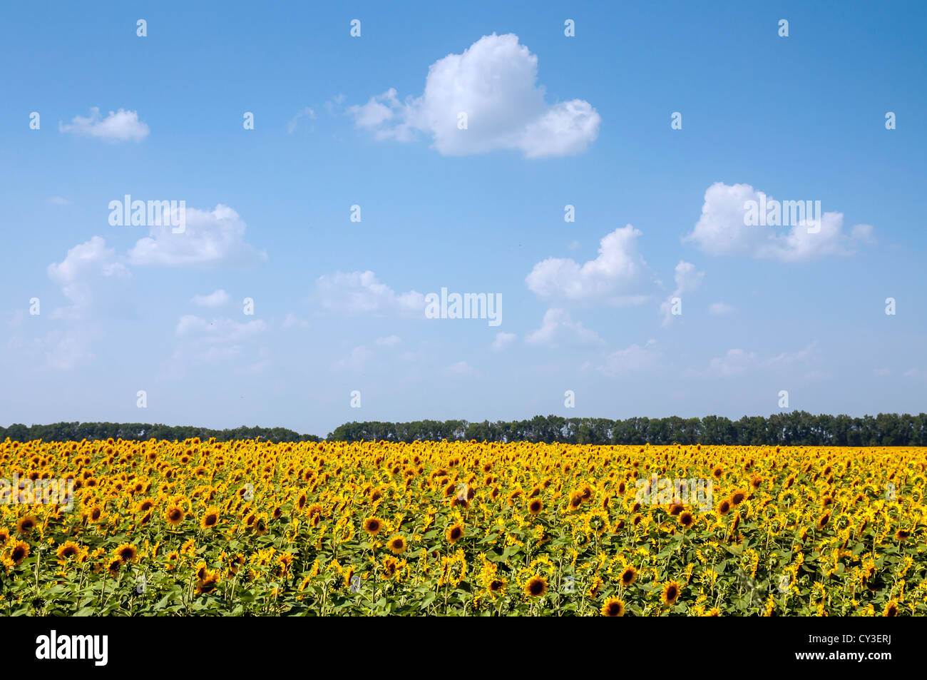 Field of sunflowers and blue sky with clouds as a background Stock ...