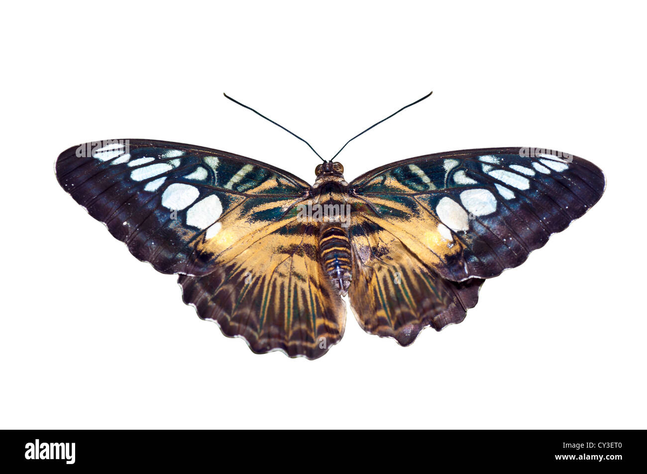 Butterfly in brown, green, yellow, white tones isolated on a white background Stock Photo