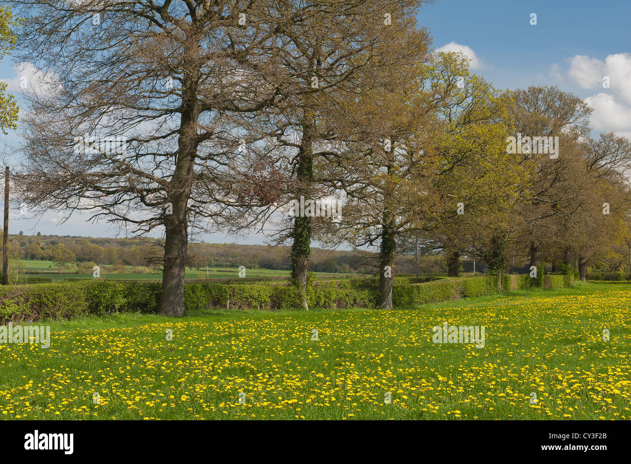 Oak tree in april sunshine hi-res stock photography and images - Alamy